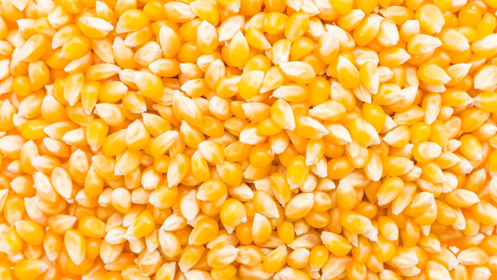 clipart:j7gjsu89xli= corn